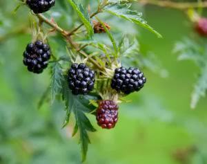 blackberries-1213519-m-1-