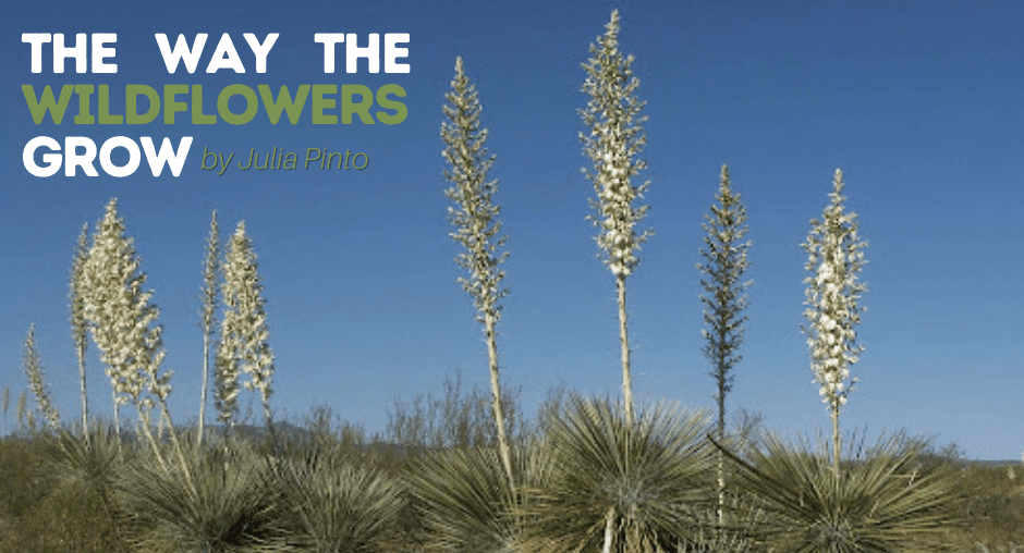 The Way the Wildflowers Grow